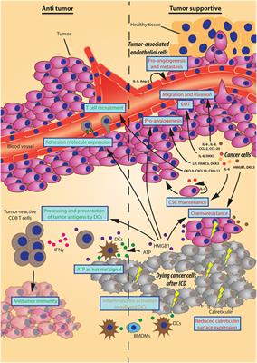 Autophagy-Dependent Secretion: Contribution to Tumor Progression